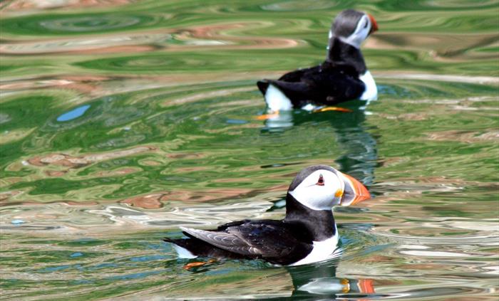 Puffins Seacoast Safaris